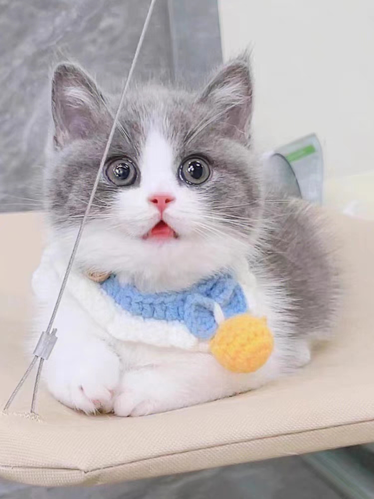 猫舍直销,批发价出售,曼基康矮脚猫